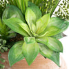 Planta artificiala in ghiveci, Smoothy Verde / Maro, H48 cm (1)