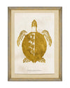 Tablou Framed Art Caribbean Sea Life - Chelonioidea, 50 x 70 cm