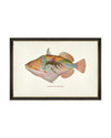 Tablou Framed Art Fishes Of Hawaii - Nakunuku Fish, 60 x 40 cm