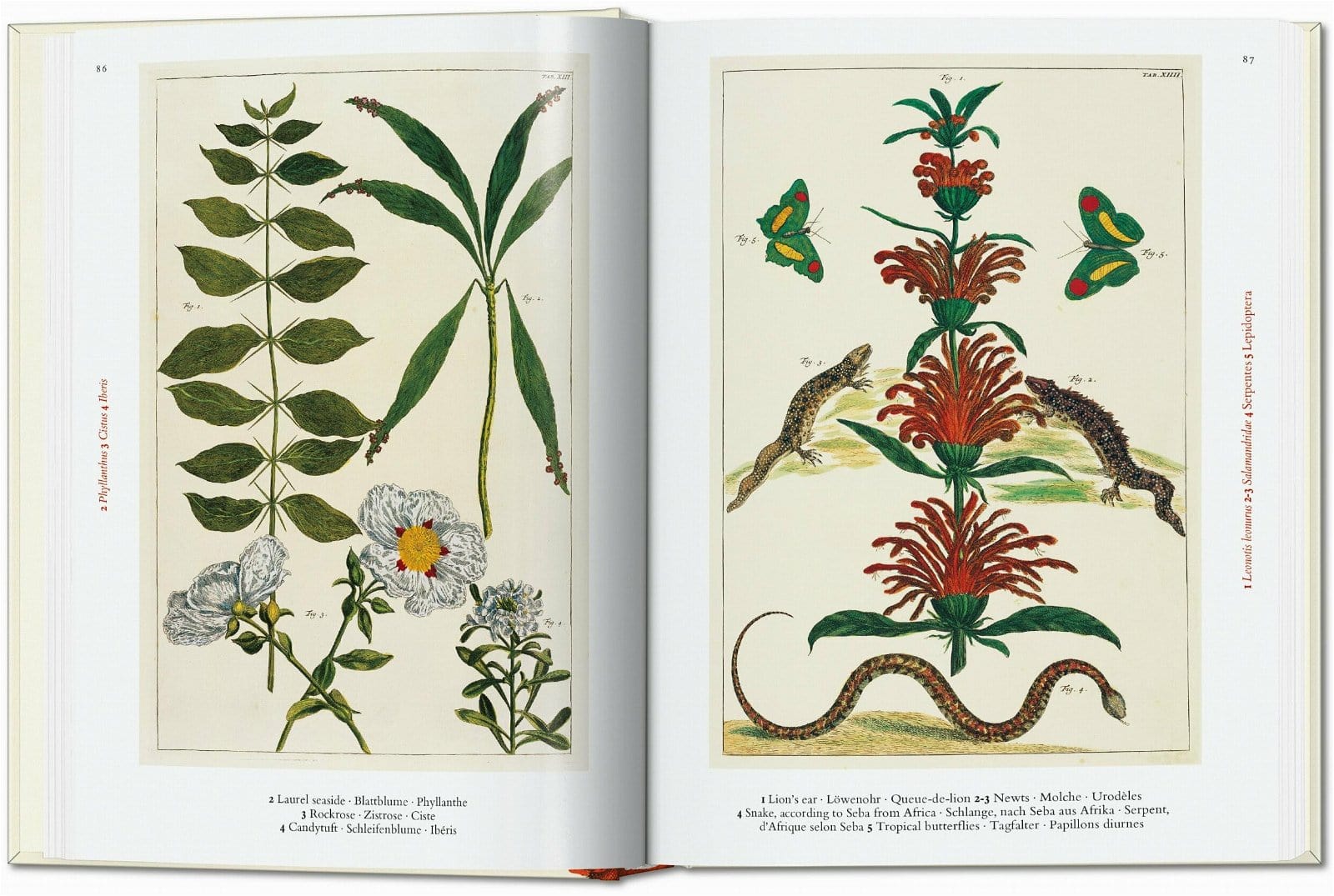 Carte Cabinet of Natural Curiosities. 40 series, Irmgard Müsch, Jes Rust & Rainer Willmann, Editie in Limba Engleza (1)