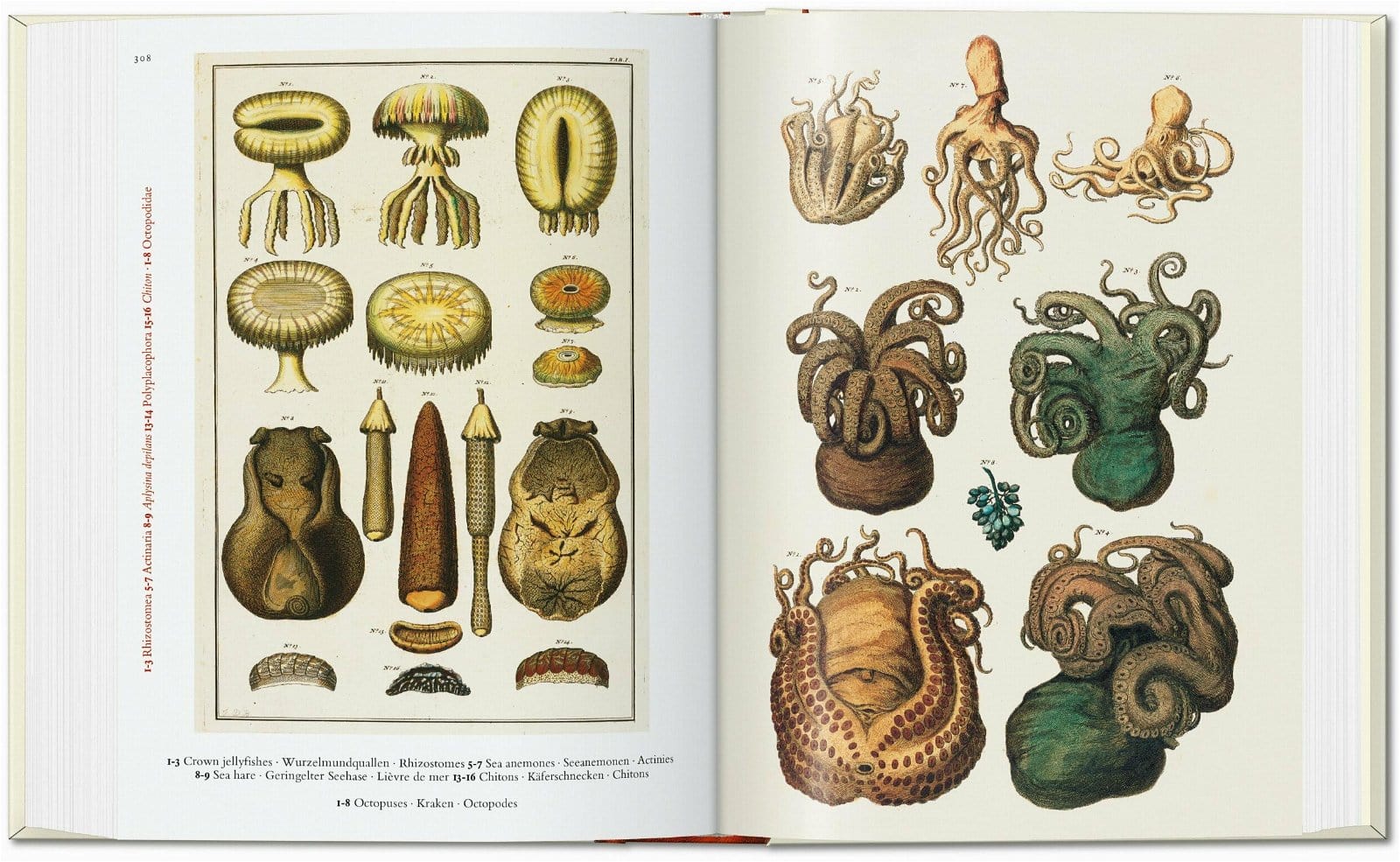 Carte Cabinet of Natural Curiosities. 40 series, Irmgard Müsch, Jes Rust & Rainer Willmann, Editie in Limba Engleza (3)
