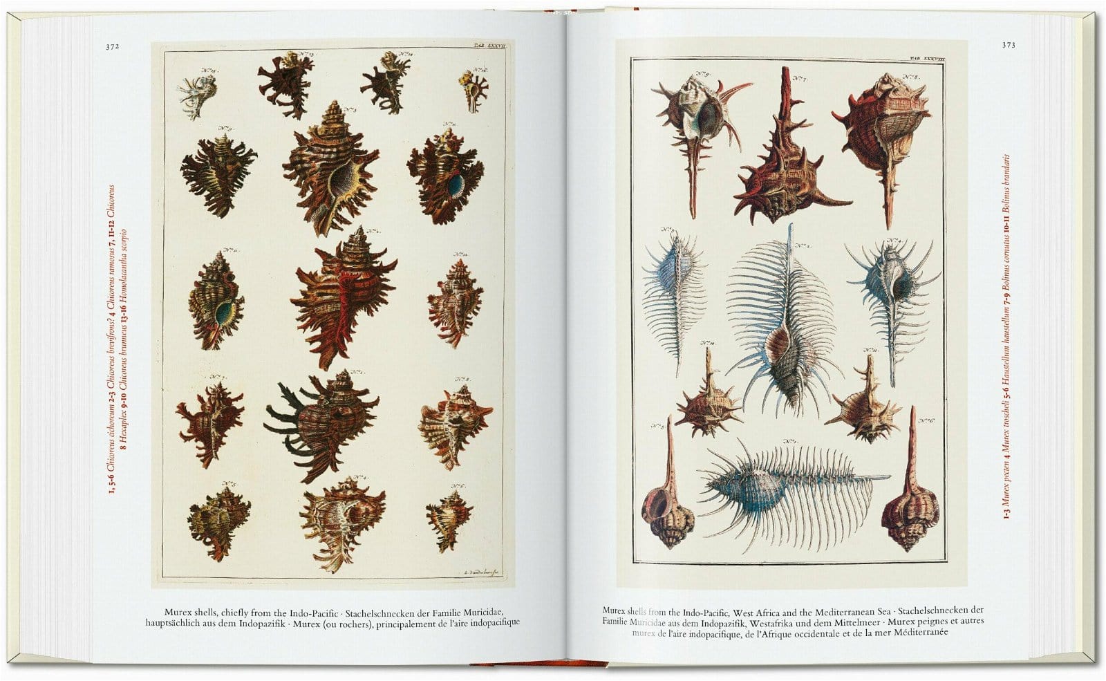Carte Cabinet of Natural Curiosities. 40 series, Irmgard Müsch, Jes Rust & Rainer Willmann, Editie in Limba Engleza (4)