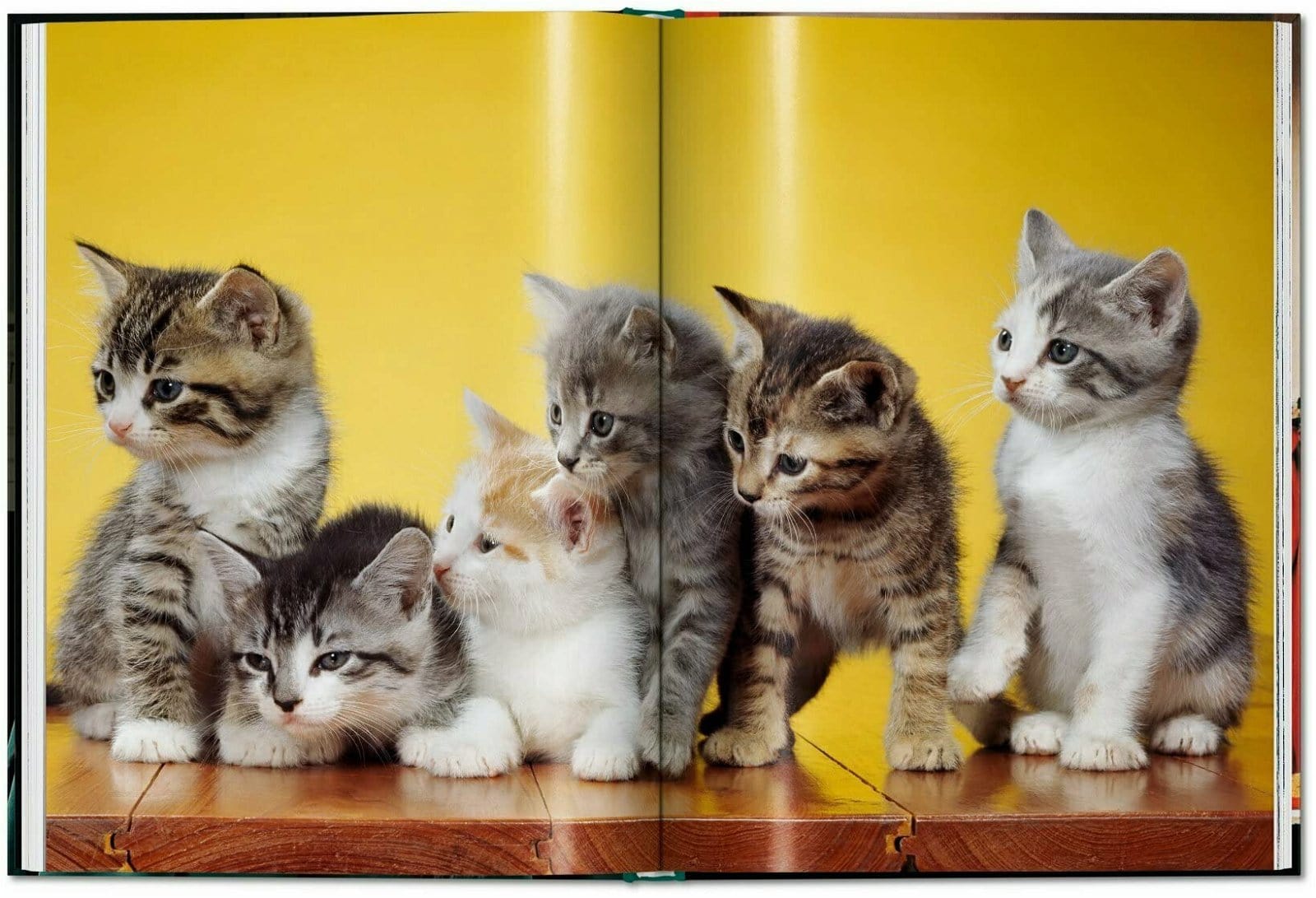 Carte Cats. Walter Chandoha. Photographs 1942–2018 - Small, Susan Michals, Editie in Limba Engleza (1)