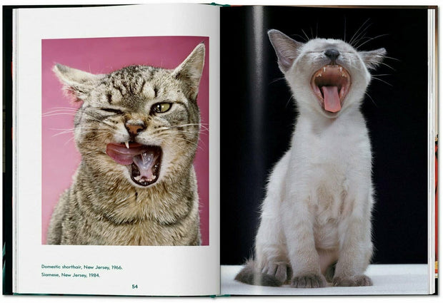Carte Cats. Walter Chandoha. Photographs 1942–2018 - Small, Susan Michals, Editie in Limba Engleza (2)