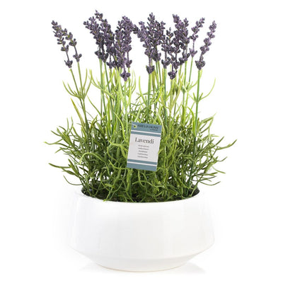 Decoking Floare artificiala in ghiveci, Lavendi Mov / Verde, H32 cm