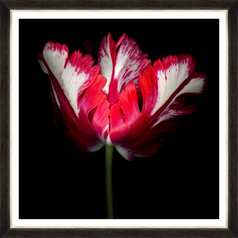 Tablou Framed Art Beautiful Tulip II
