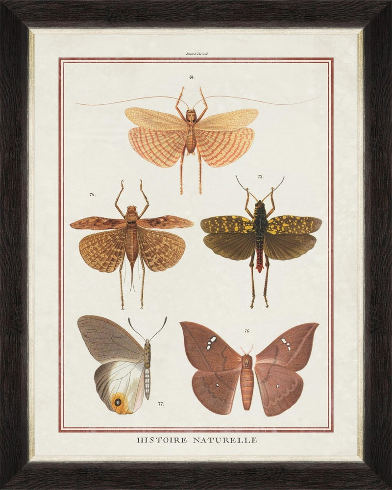 Tablou Framed Art Biodiversity Plate III