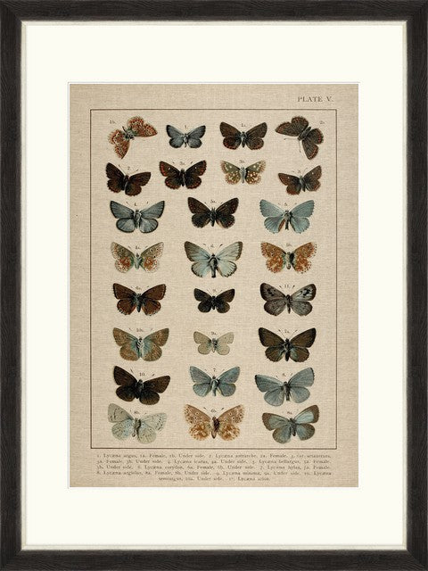 Tablou 4 piese Framed Linen Butterflies Plate I & IV (3)