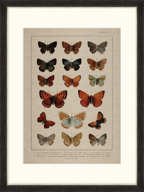 Tablou 4 piese Framed Linen Butterflies Plate I & IV (2)