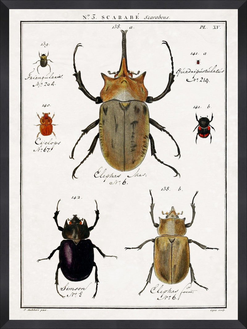 Tablou Framed Art Entomology IV