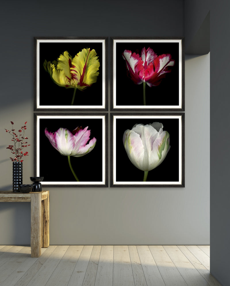 Tablou Framed Art Beautiful Tulip II (1)