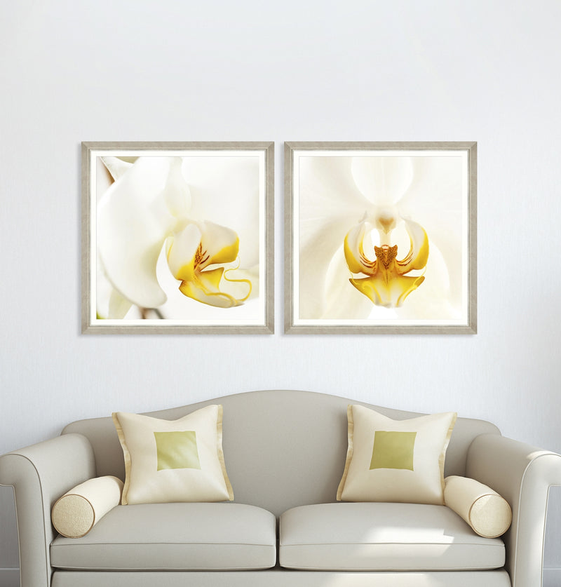Tablou Framed Art Orchid Bloom I (1)