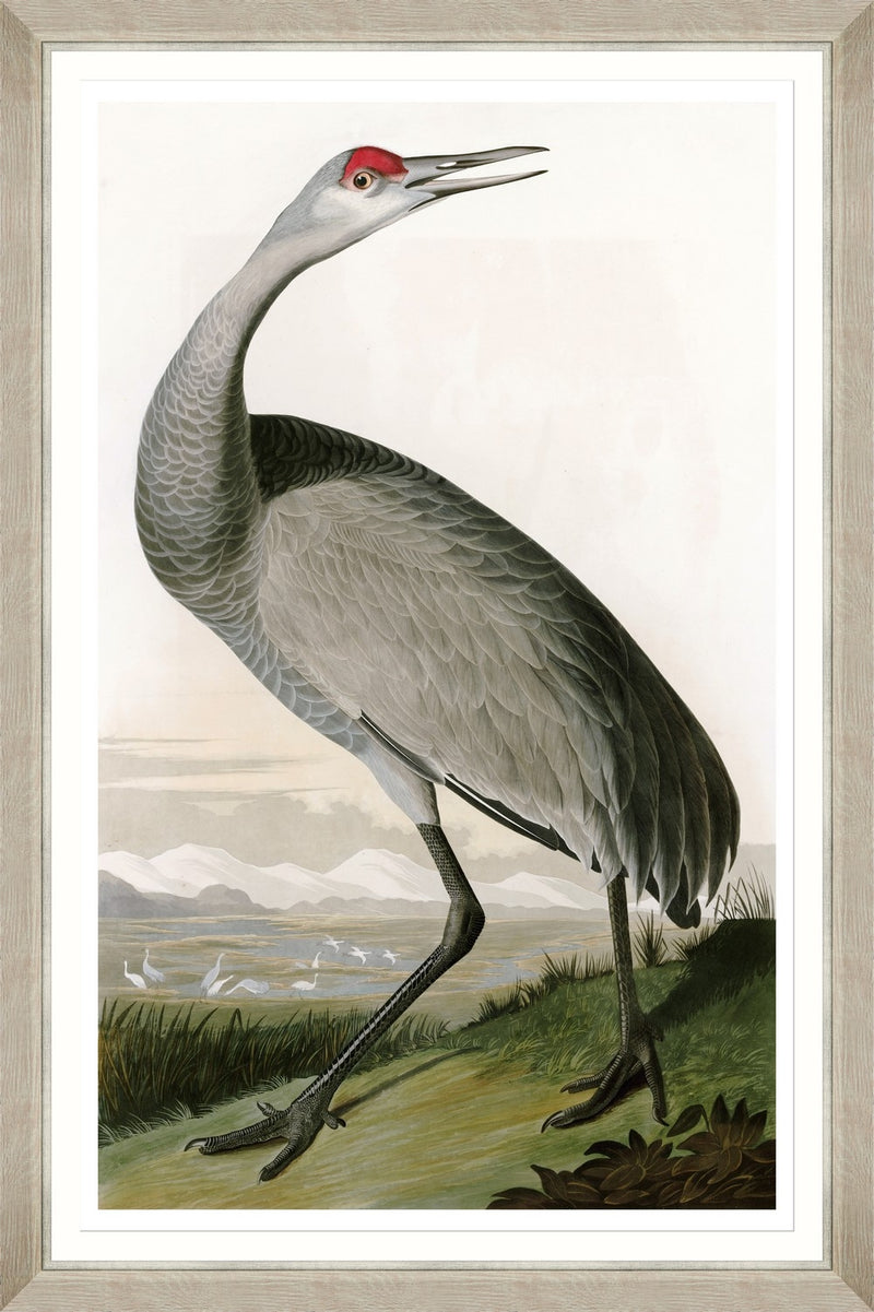Tablou Framed Art Hooping Crane II By Audubon