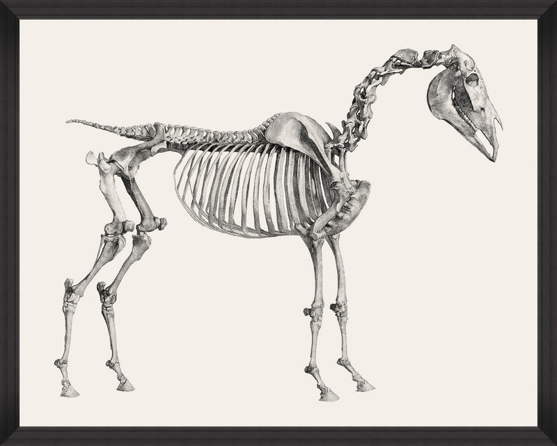 Tablou Framed Art Horse Anatomy