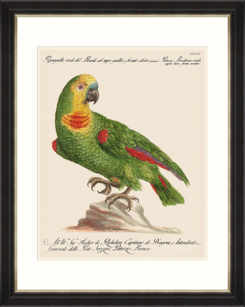 Tablou Framed Art Parrots Of Brazil 02