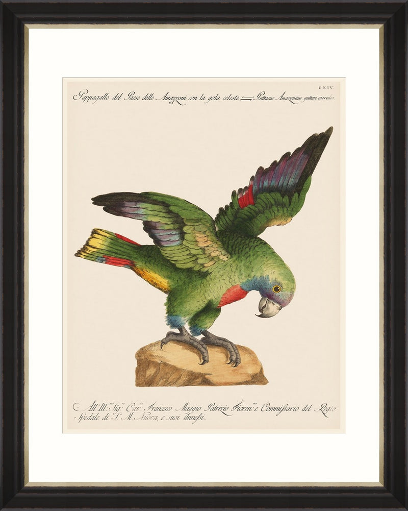 Tablou Framed Art Parrots Of Brazil 12