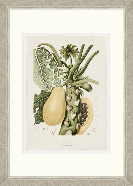 Tablou 6 piese Framed Art Vintage Fruit Plates (2)