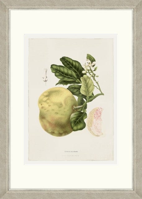 Tablou 6 piese Framed Art Vintage Fruit Plates (3)