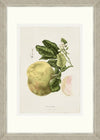 Tablou 6 piese Framed Art Vintage Fruit Plates (3)