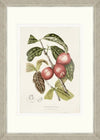 Tablou 6 piese Framed Art Vintage Fruit Plates (4)