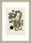 Tablou 6 piese Framed Art Vintage Fruit Plates (5)