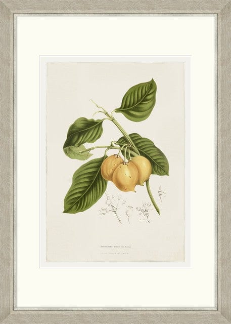 Tablou 6 piese Framed Art Vintage Fruit Plates (6)