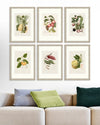 Tablou 6 piese Framed Art Vintage Fruit Plates (7)