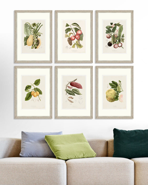 Tablou 6 piese Framed Art Vintage Fruit Plates (7)