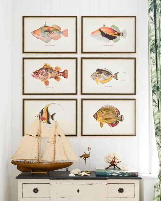 Tablou Framed Art Fishes Of Hawaii - Nohu Fish, 60 x 40 cm (1)