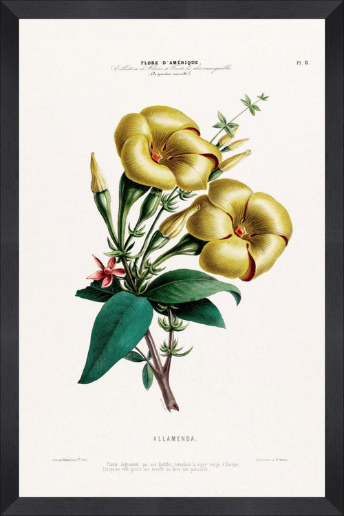 Tablou Framed Art Flore Amerique I