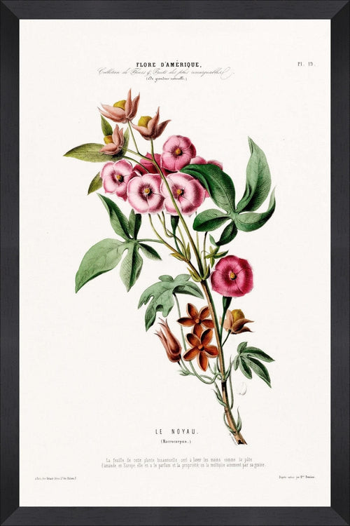 Tablou Framed Art Flore Amerique IV