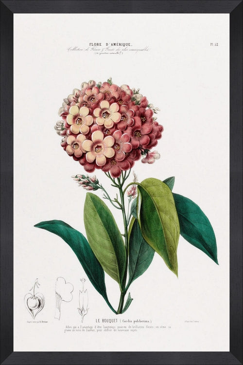 Tablou Framed Art Flore Amerique IX & GAPART-TABLOU-FLORE-AMERIQUE-IX