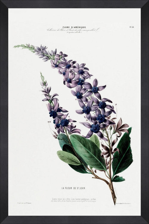 Tablou Framed Art Flore Amerique VI & GAPART-TABLOU-FLORE-AMERIQUE-VI