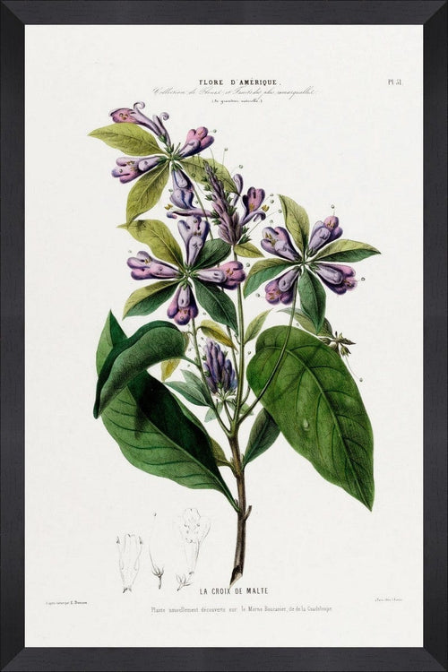 Tablou Framed Art Flore Amerique VIII & GAPART-TABLOU-FLORE-AMERIQUE-VIII