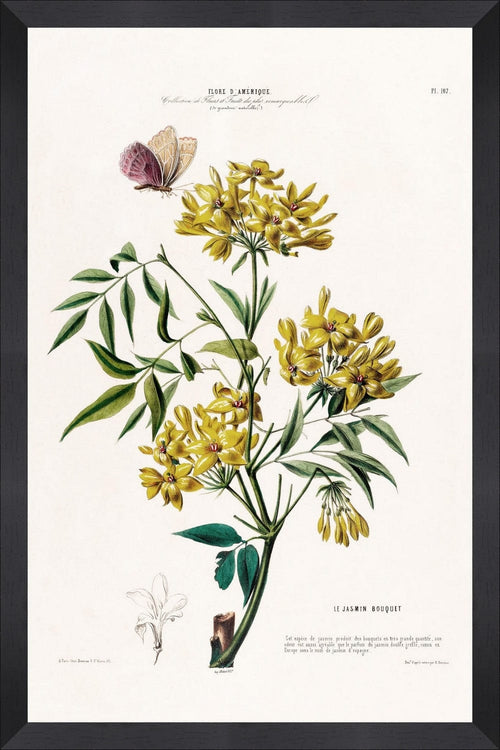 Tablou Framed Art Flore Amerique X