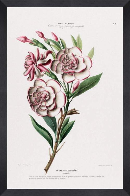 Tablou Framed Art Flore Amerique XI