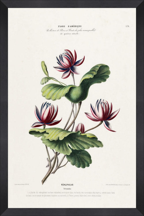 Tablou Framed Art Flore Amerique XIII