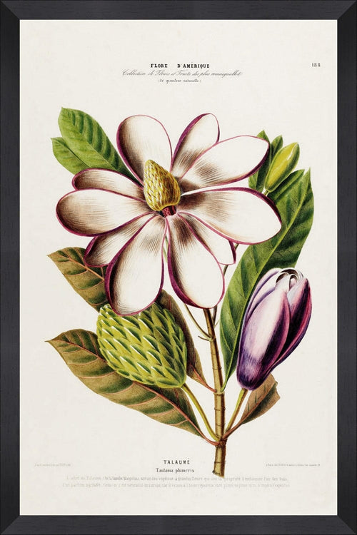 Tablou Framed Art Flore Amerique XIV