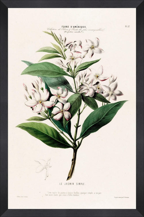 Tablou Framed Art Flore Amerique XV