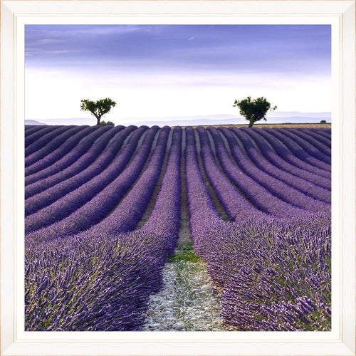 Tablou Framed Art Provencal Lavanda