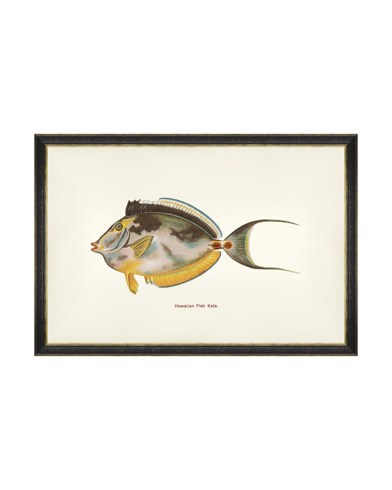 Tablou Framed Art Fishes Of Hawaii - Kala Fish, 60 x 40 cm