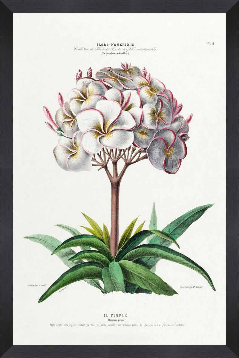 Tablou Framed Art Flore Amerique VII & GAPART-TABLOU-FLORE-AMERIQUE-VII