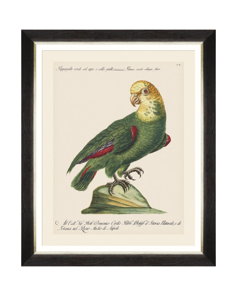 Tablou Framed Art Parrots Of Brasil V, 40 x 50 cm