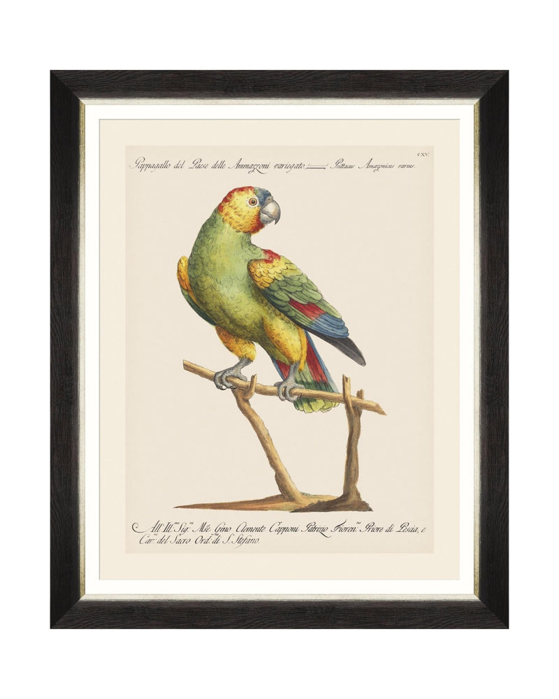Tablou Framed Art Parrots Of Brasil VII, 40 x 50 cm