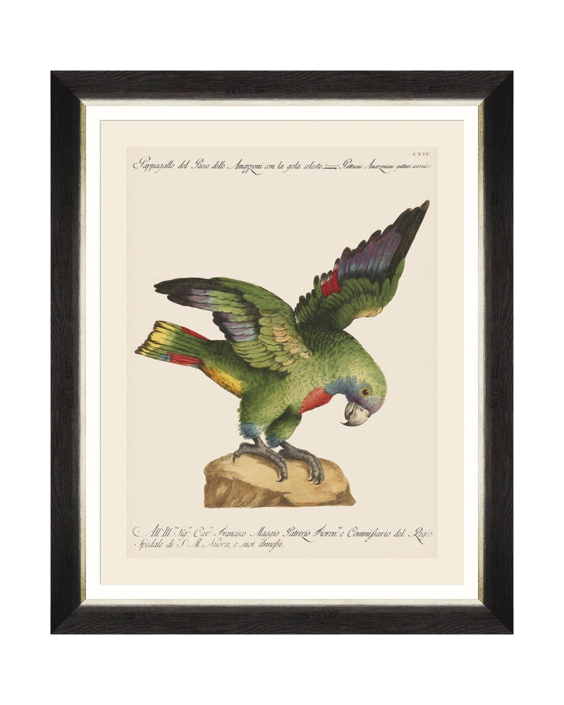Tablou Framed Art Parrots Of Brasil XII, 40 x 50 cm