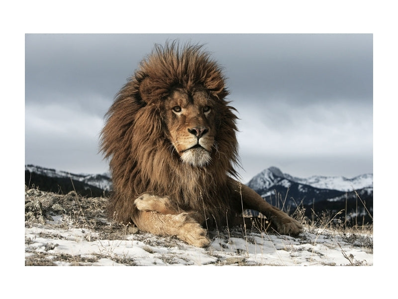 Tablou Sticla Lionheart, 120 x 80 cm