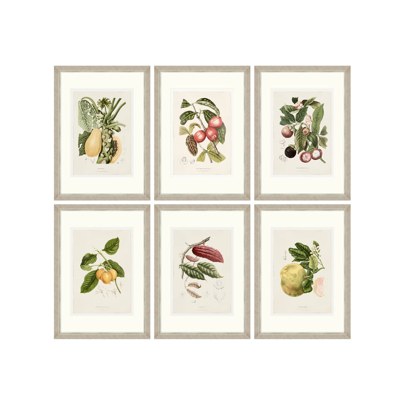 Tablou 6 piese Framed Art Vintage Fruit Plates